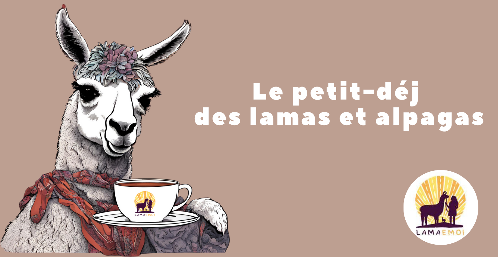 Le petit-déj des lamas et alpagas à la ferme Lama Émoi