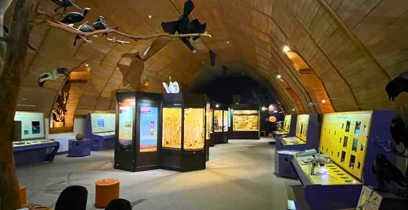 Muséum d’Histoire Naturelle de Blois : sorties scolaires et groupes d’enfants à Blois