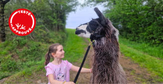 Balade avec lamas et alpagas à la ferme Lama Émoi