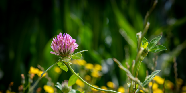 Plantes croquantes : sortie nature par le CDPNE, près de Blois