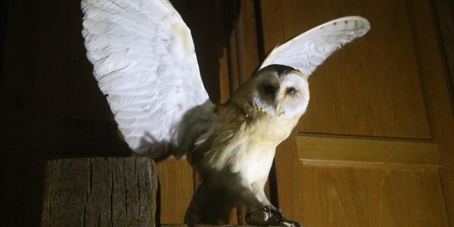 Chouettes, hiboux et Cie, atelier famille au Muséum de Blois kidklik 41