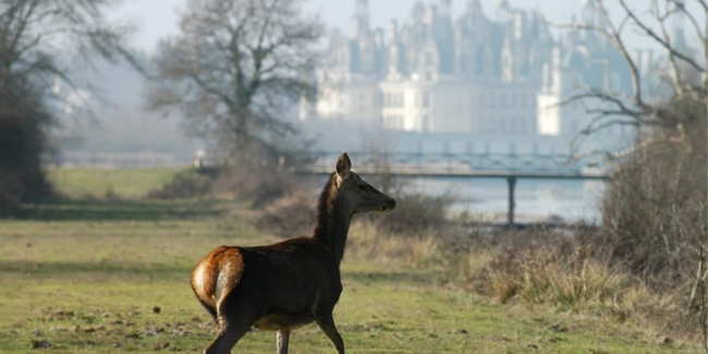 Visites du Domaine de Chambord en 4x4