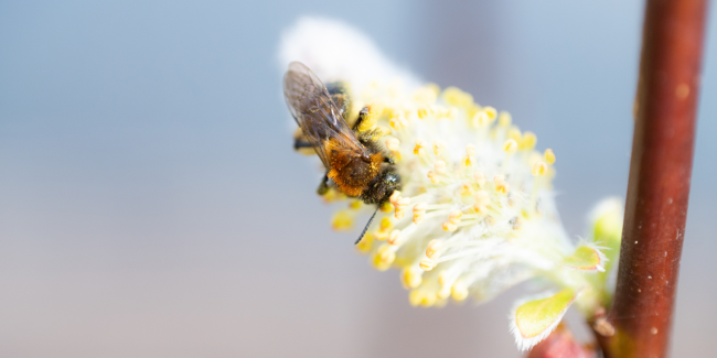 Abri abeilles  Nature & Découvertes