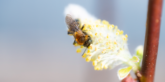 Abeilles et Cie : atelier nature pour enfants par le CDPNE, près de Blois