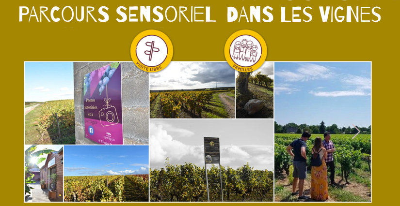 Parcours sensoriel dans les vignes au Domaine des Tabourelles avec Troglo Degusto