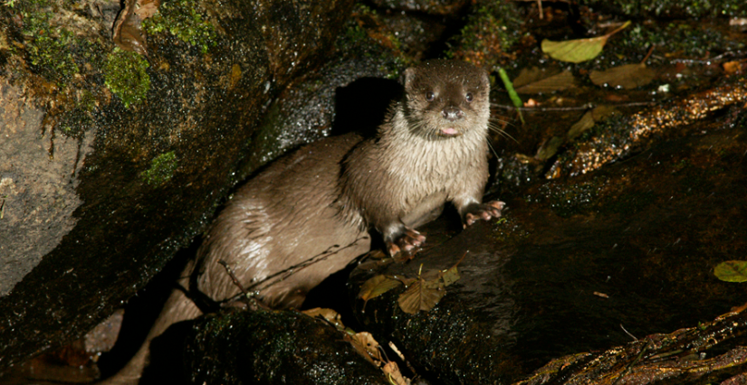 Soirée ligérienne "La loutre d'Europe" avec la Maison de la Loire du 41