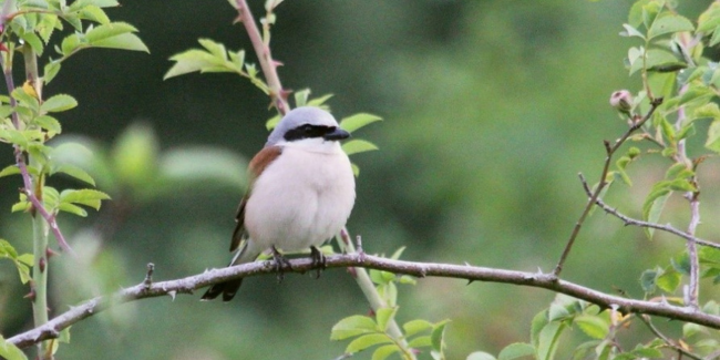 En quête des oiseaux : sortie nature pour enfants avec le CDPNE, à Marolles, près de Blois