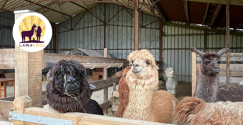 Visite pédagogique en famille de la ferme Lama Émoi