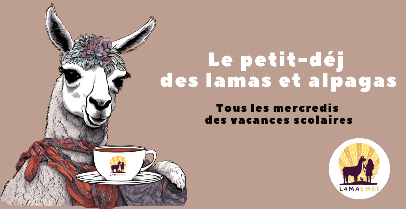 Le petit-déj des lamas et alpagas à la ferme Lama Émoi