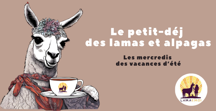Le petit-déj des lamas et alpagas à la ferme Lama Émoi