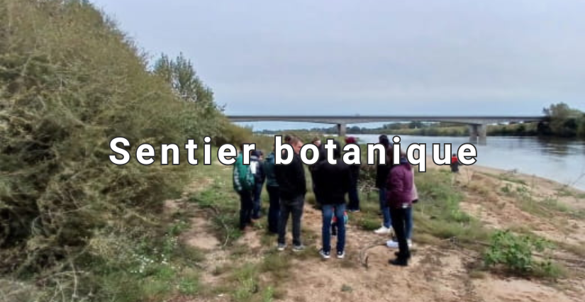 Sentier botanique – Balade découverte des plantes sauvages - Observatoire Loire (Blois