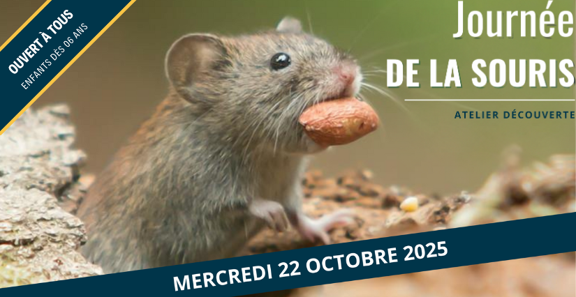 Journée de la souris - Maison de la Loire (Saint-Dyé-sur-Loire)