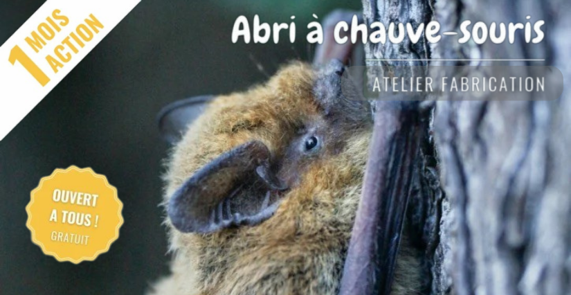Fabrique ton abri à chauve-souris avec la Maison de la Loire 41
