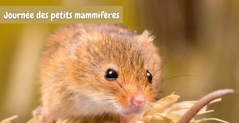 Journée des petits mammifères : atelier "Recherches des traces et indices" à la Maison de la Loire