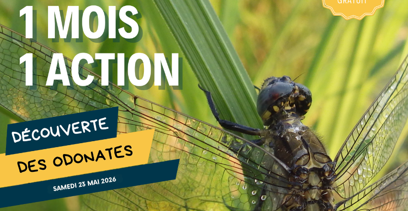 Découverte des odonates : Balade nature guidée en famille avec la Maison de la Loire du Loir-et-Cher