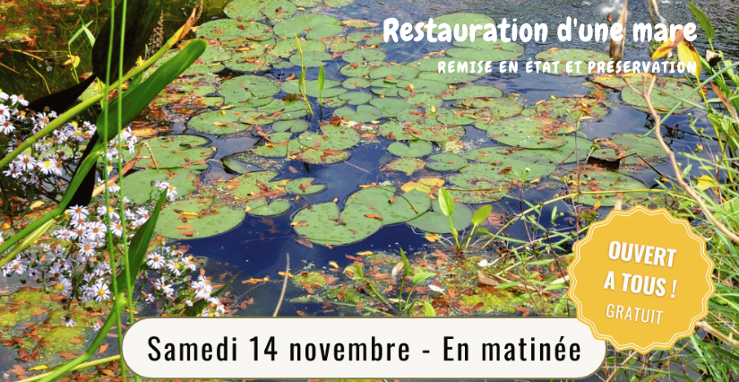 Restauration d'une mare à la Maison de la Loire (Saint-Dyé-sur-Loire)
