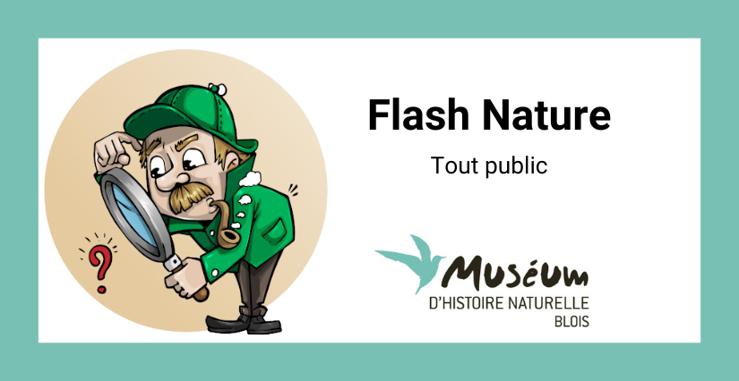 Flash nature – animations tout public au Muséum de Blois