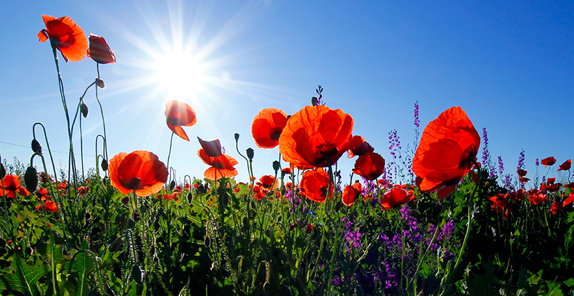 « Voulons-nous vraiment des coquelicots ? » : une conférence sur la santé des écosystèmes à Blois