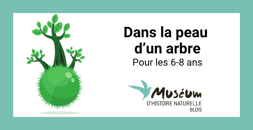 Dans la peau d’un arbre | Vacances d’automne au muséum de Blois