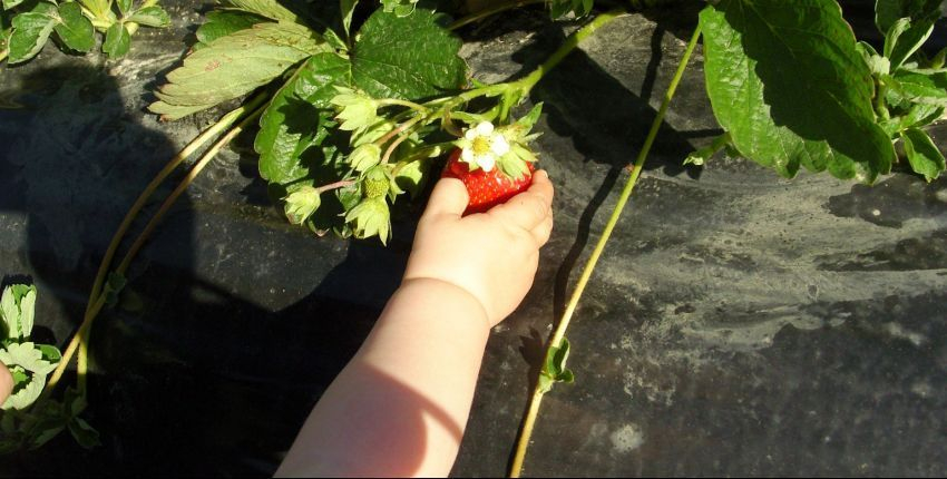 Où cueillir des fraises près de Blois ?
