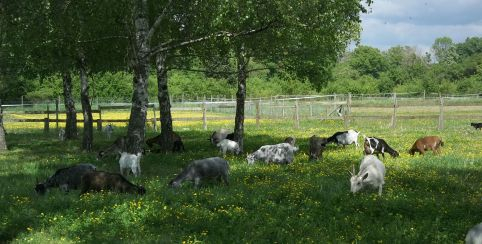 Le Clos Conté - Parc animalier-ferme pédagogique - définitivement fermé - Chouzy sur Cisse près de Blois