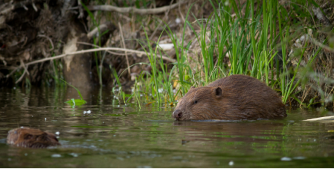 Sortie nature à la découverte du castor à la Maison de la Loire du Loir-et-Cher