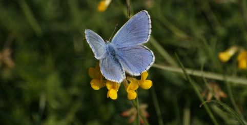 À la découverte des papillons de la Réserve : sortie nature en famille par le CDPNE, près de Blois